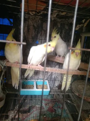 ককাটেল ৫ পিচ