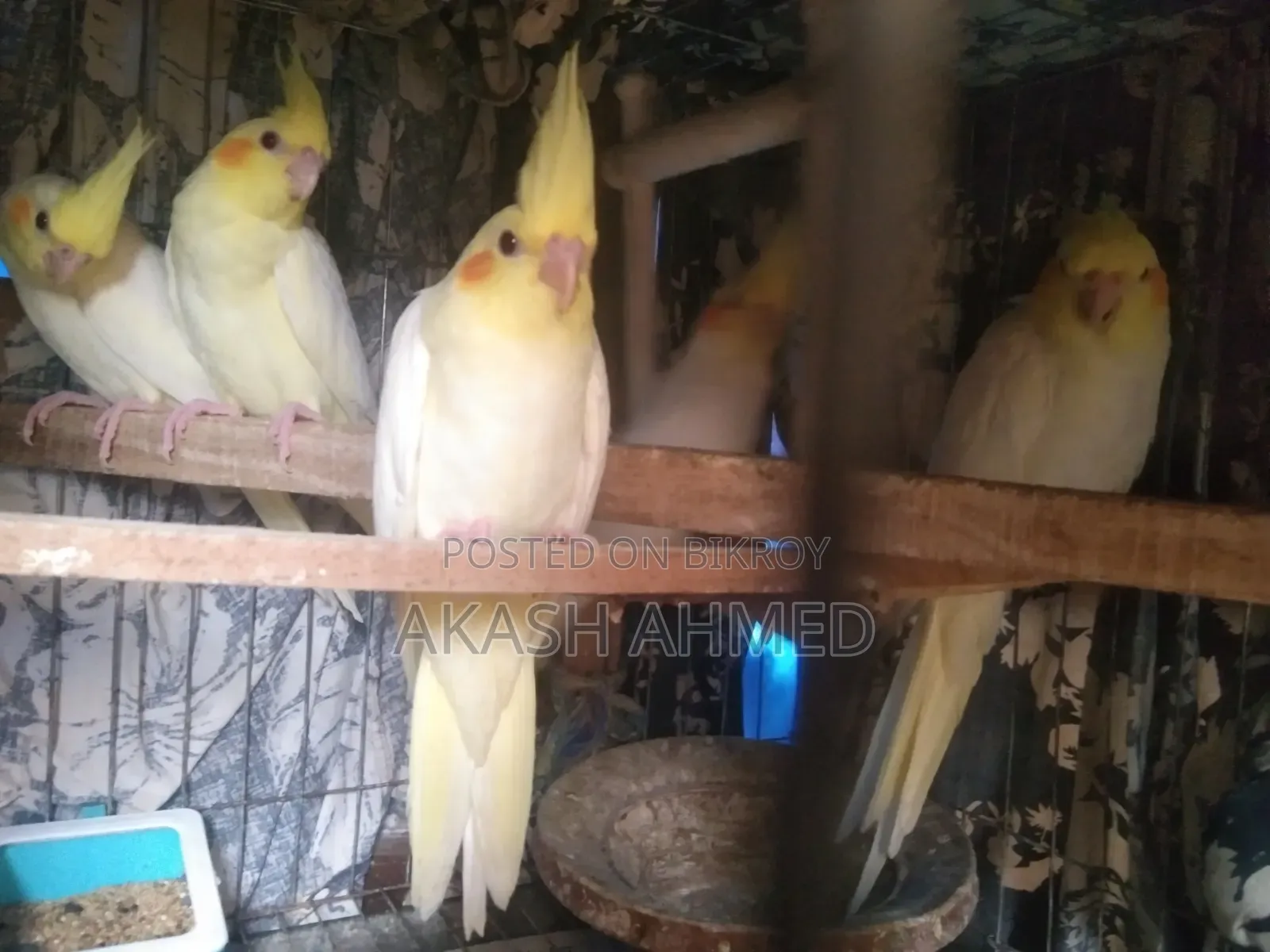 ককাটেল ৫ পিচ