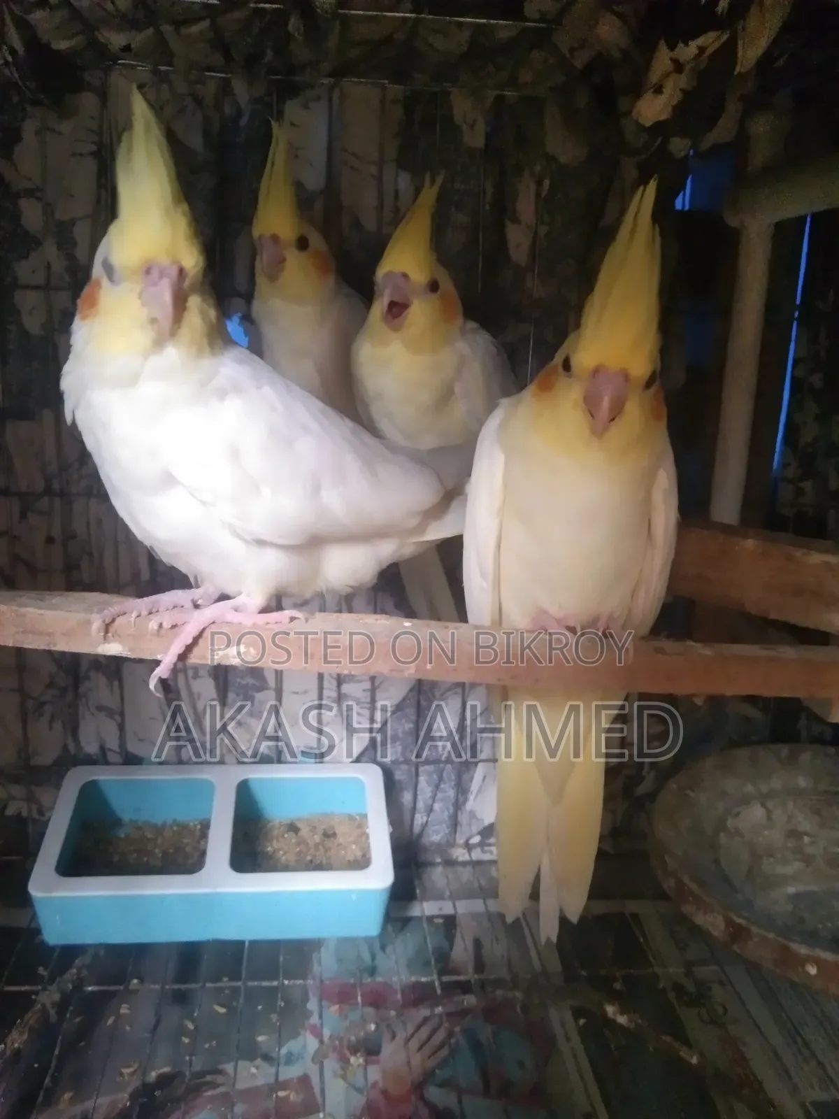 ককাটেল ৫ পিচ