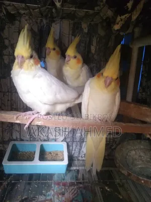 ককাটেল ৫ পিচ