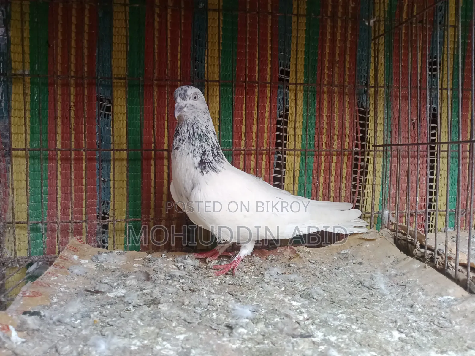 High Flyer Golden Male Pigeon