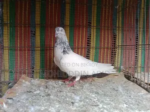 High Flyer Golden Male Pigeon