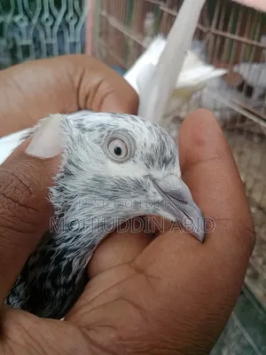 High Flyer Golden Male Pigeon