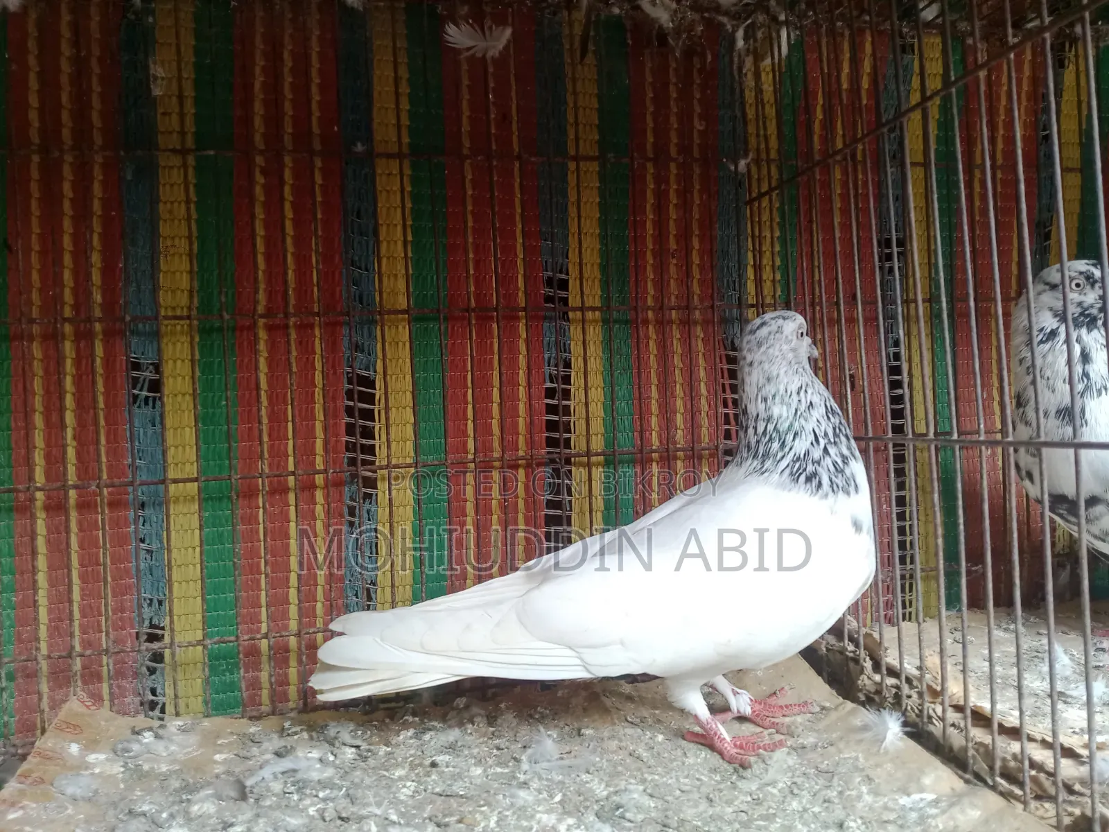 High Flyer Golden Male Pigeon