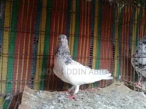 High Flyer Golden Male Pigeon