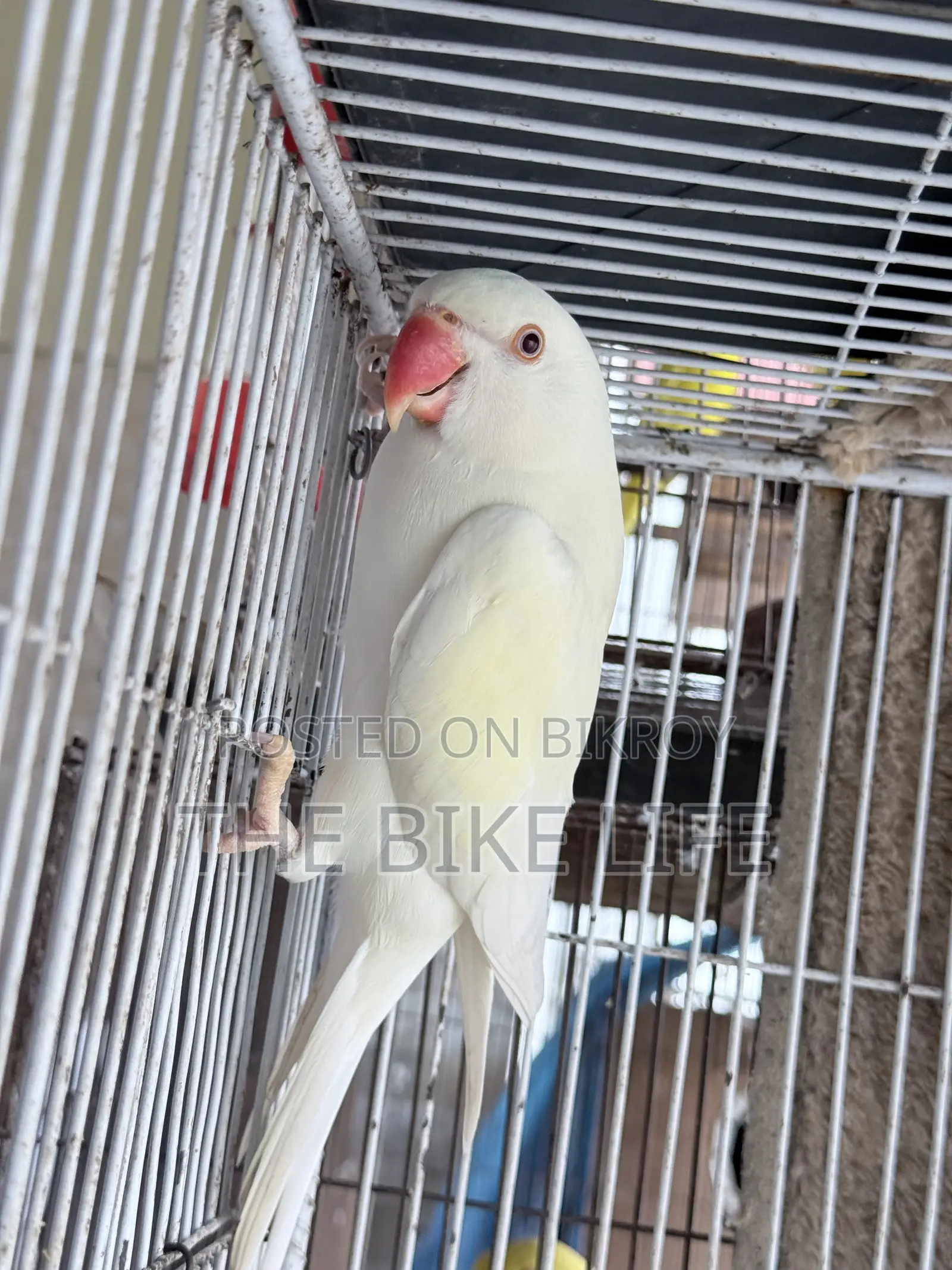 রিং নেক টিয়া পাখি