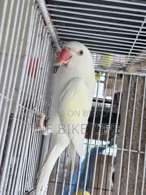 রিং নেক টিয়া পাখি