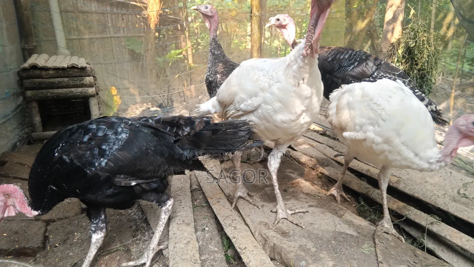 Turkey cock and hen