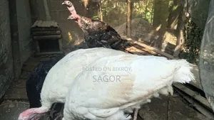 Turkey cock and hen