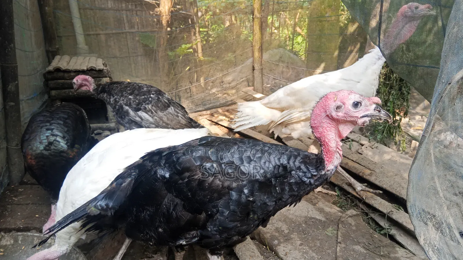 Turkey cock and hen