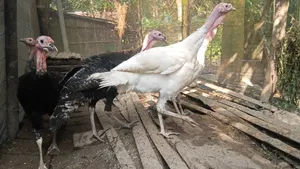 Turkey cock and hen