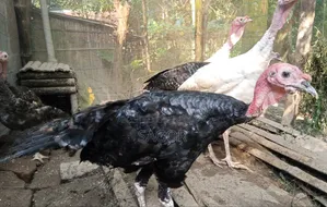 Turkey cock and hen