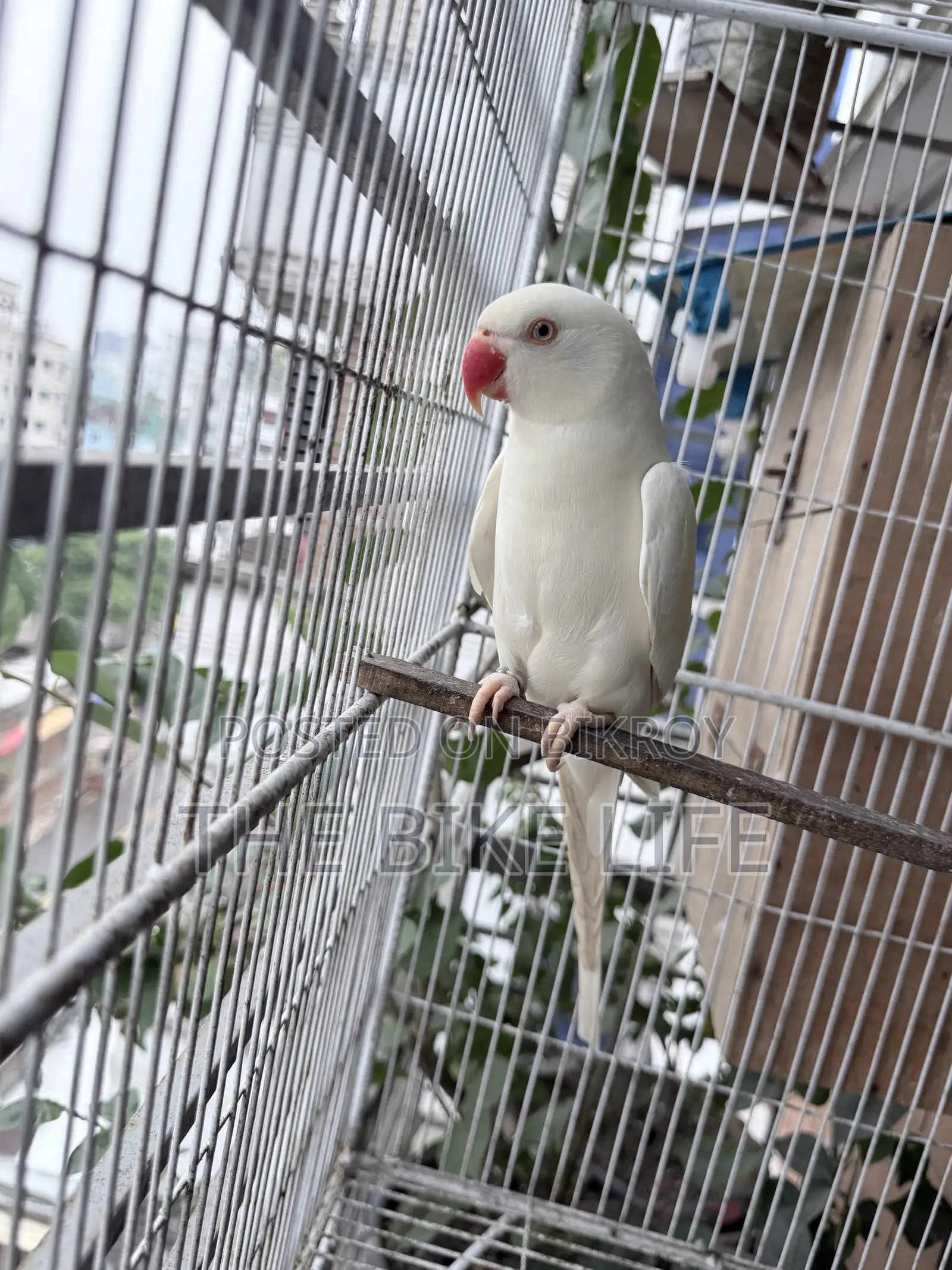 রিং নেক টিয়া পাখি