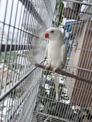 রিং নেক টিয়া পাখি