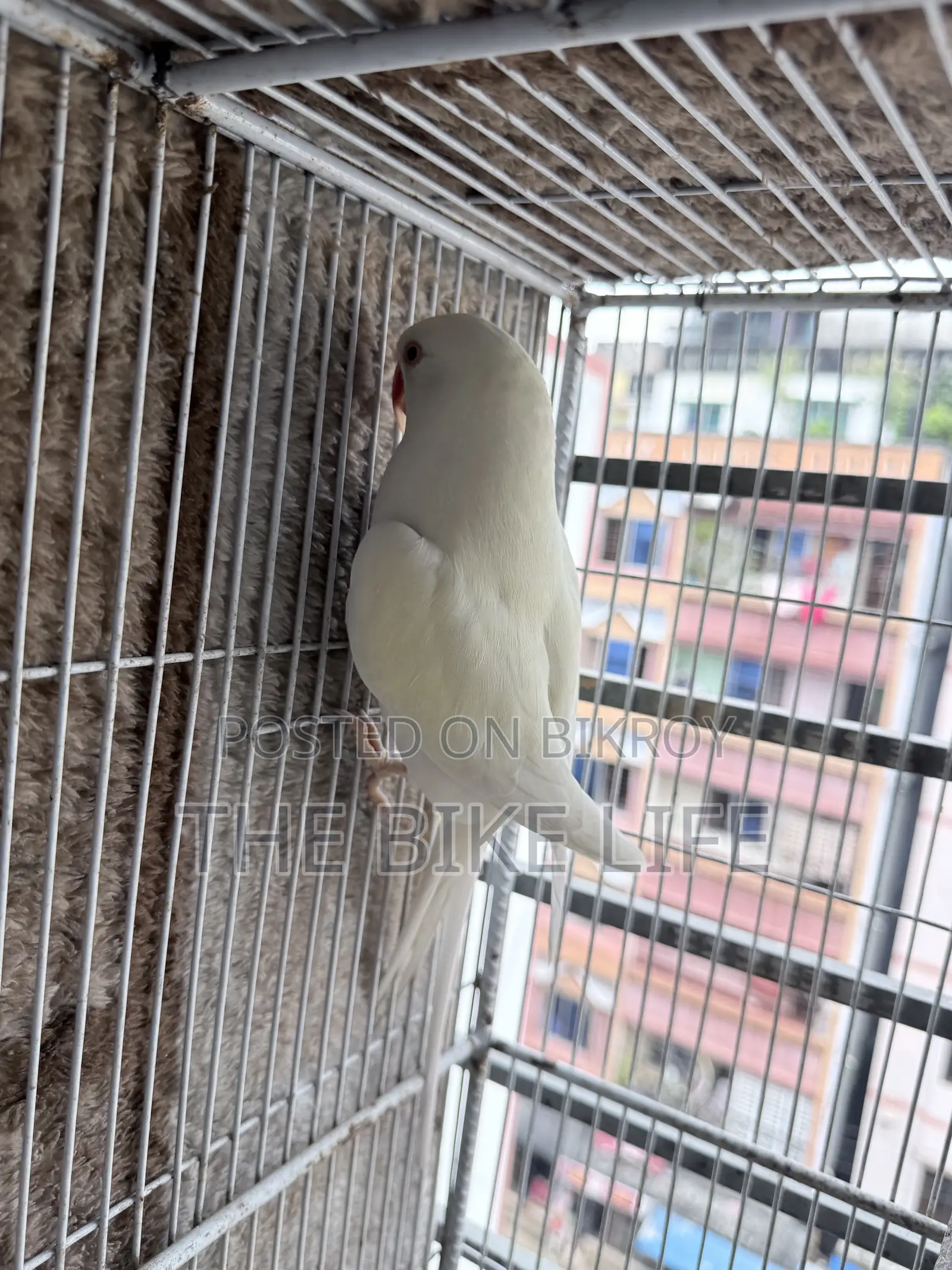 রিং নেক টিয়া পাখি
