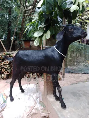 ছাগল বিক্রয়