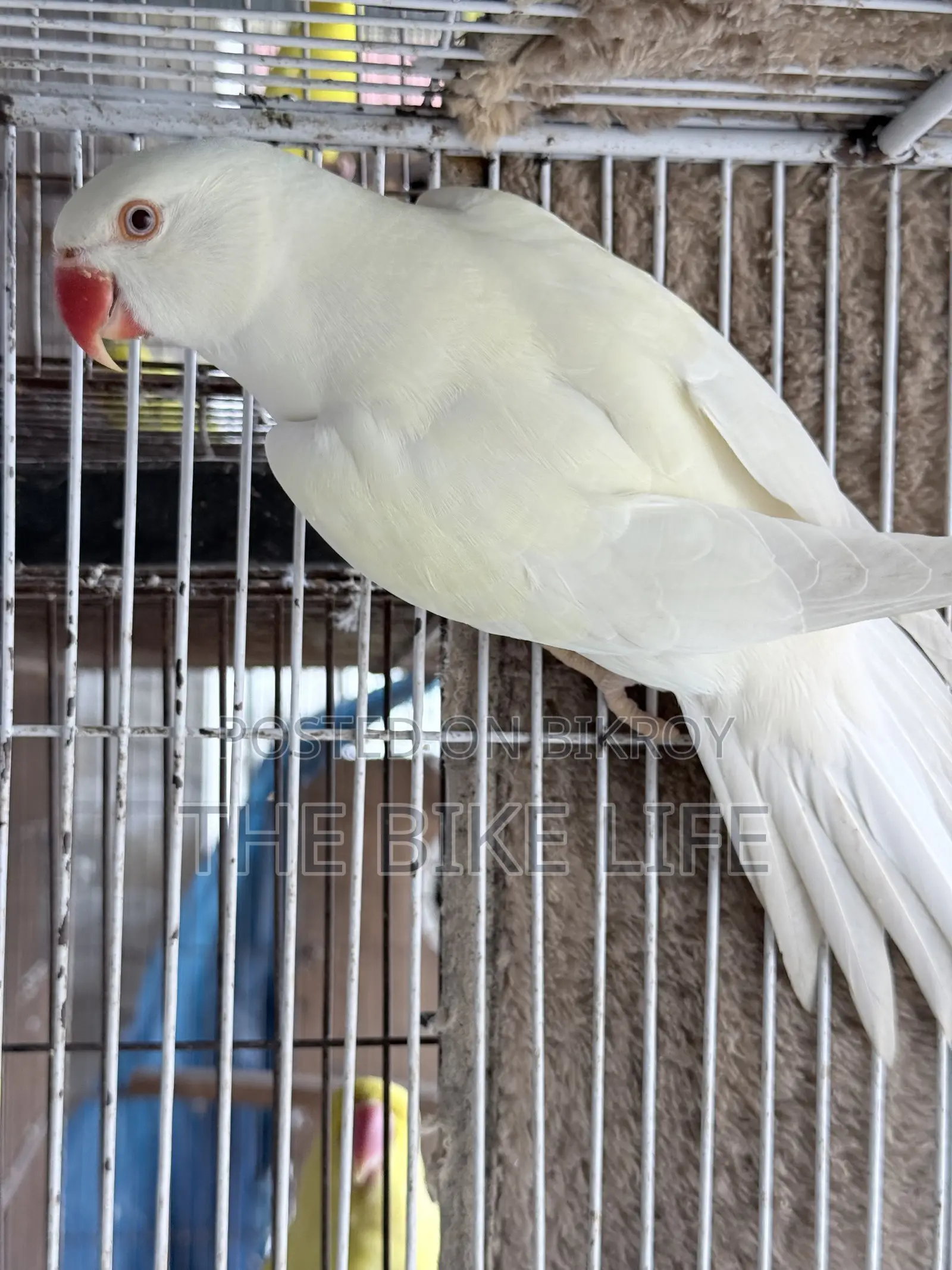 রিং নেক টিয়া পাখি