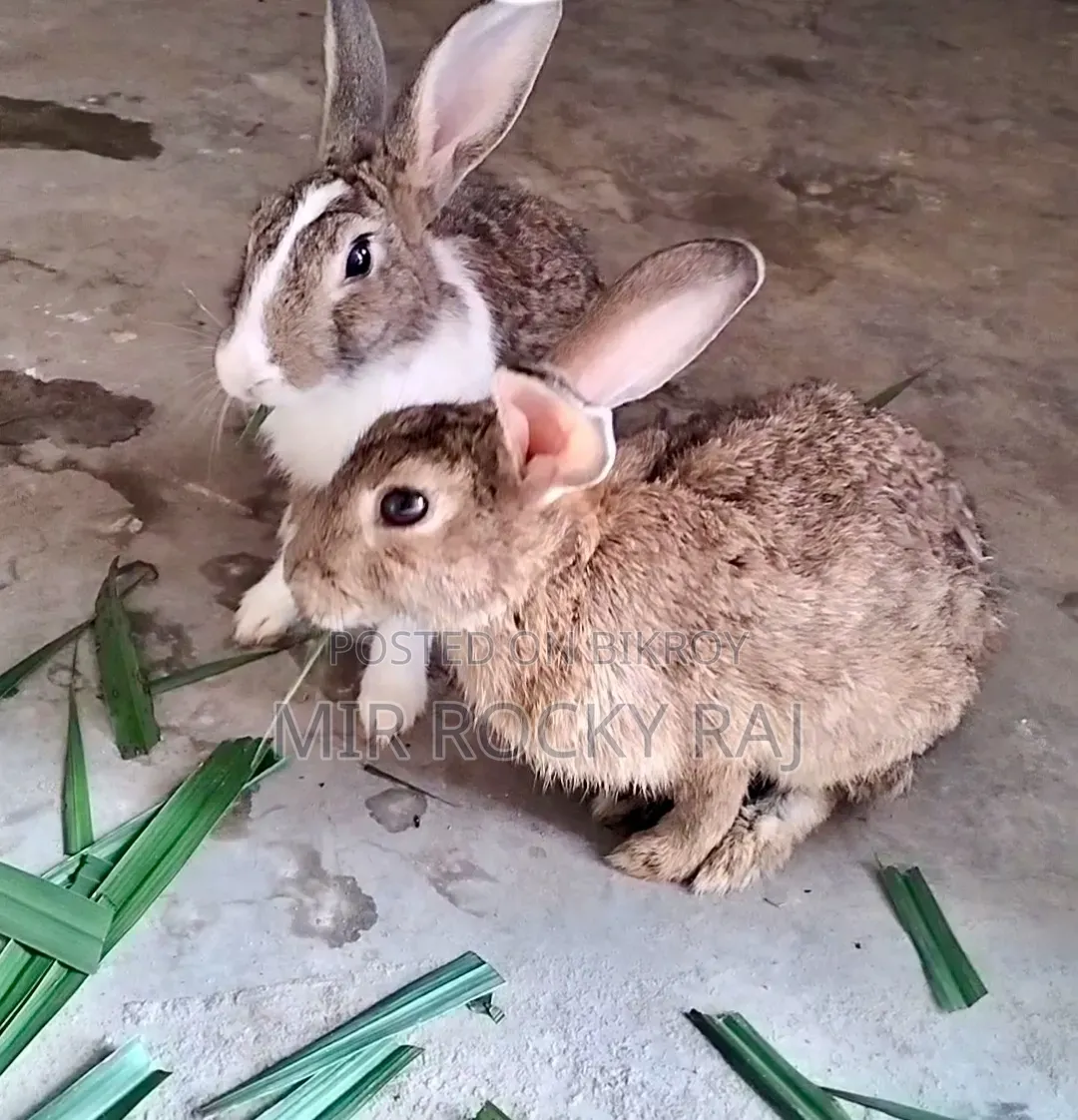 Rabbit Pair
