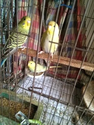 বাজরিগার ৩ পিচ এডালট