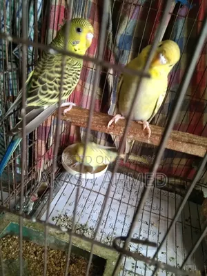 বাজরিগার ৩ পিচ এডালট