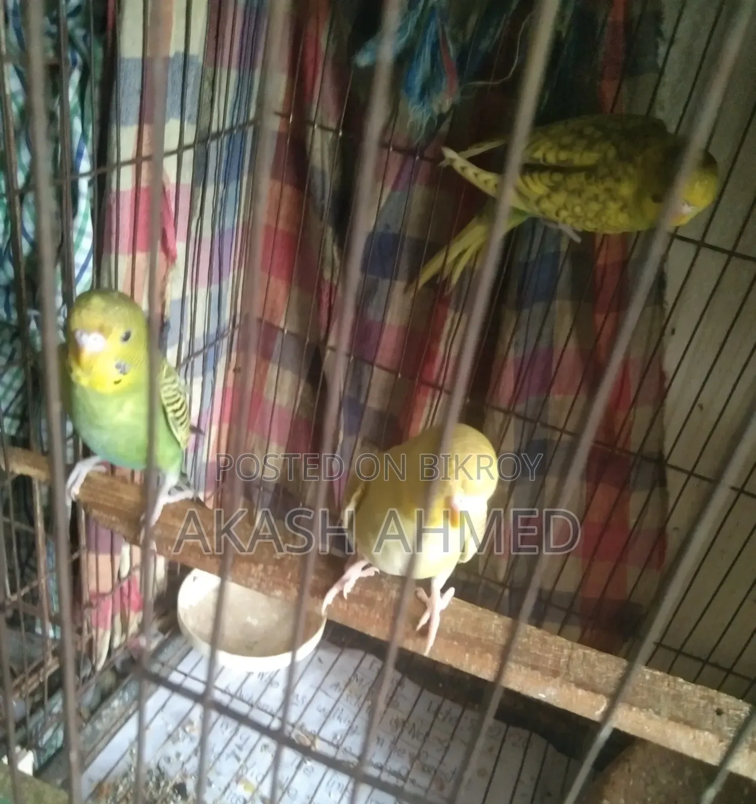 বাজরিগার ৩ পিচ এডালট