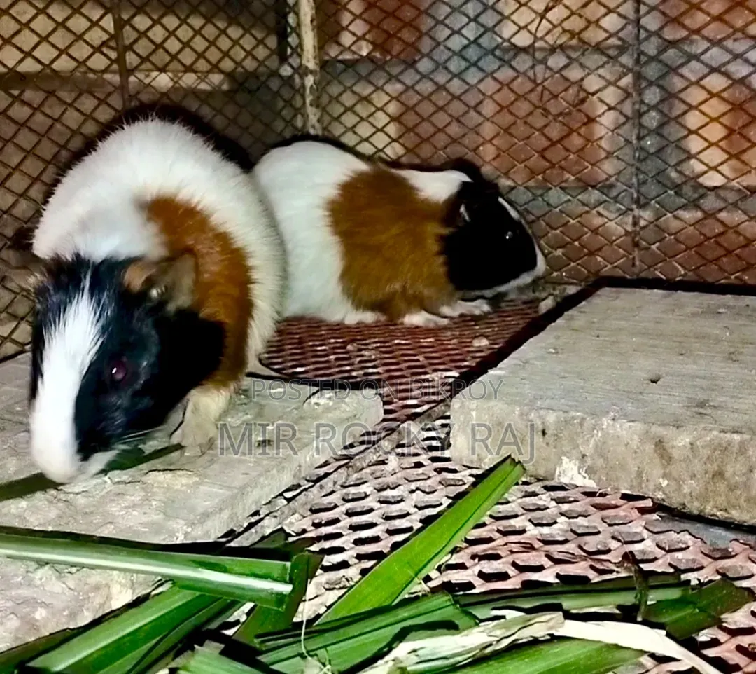 A Pair of Guinea Pigs