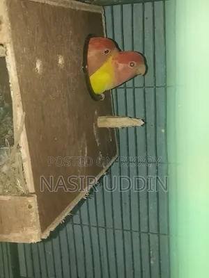 ১ জোড়া লাভবার্ড বিক্রির জন্য