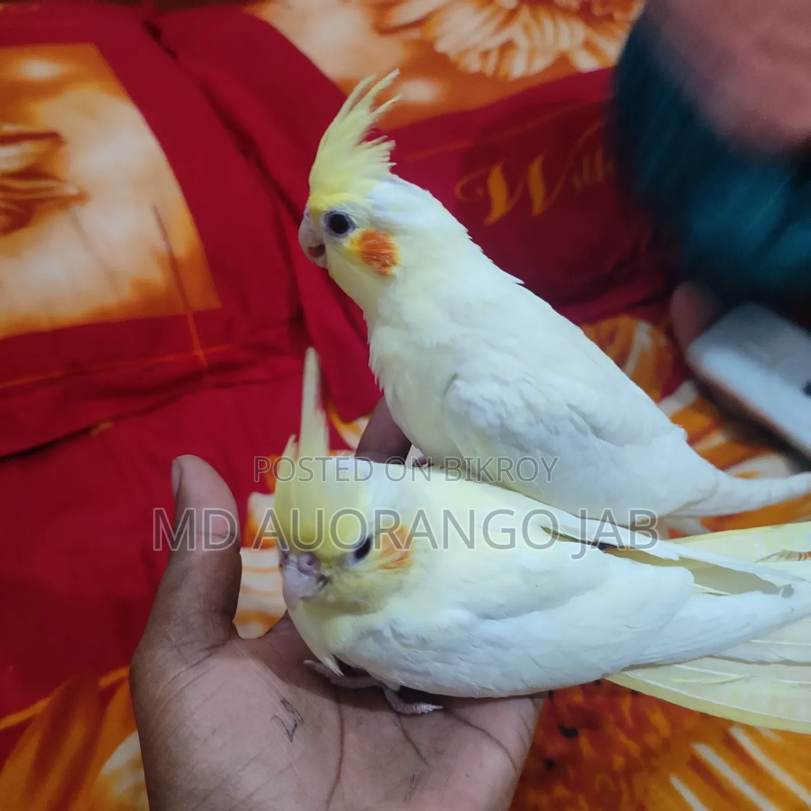 কোকাটে বাচ্চা ৪৫/৫০ দিন বয়স