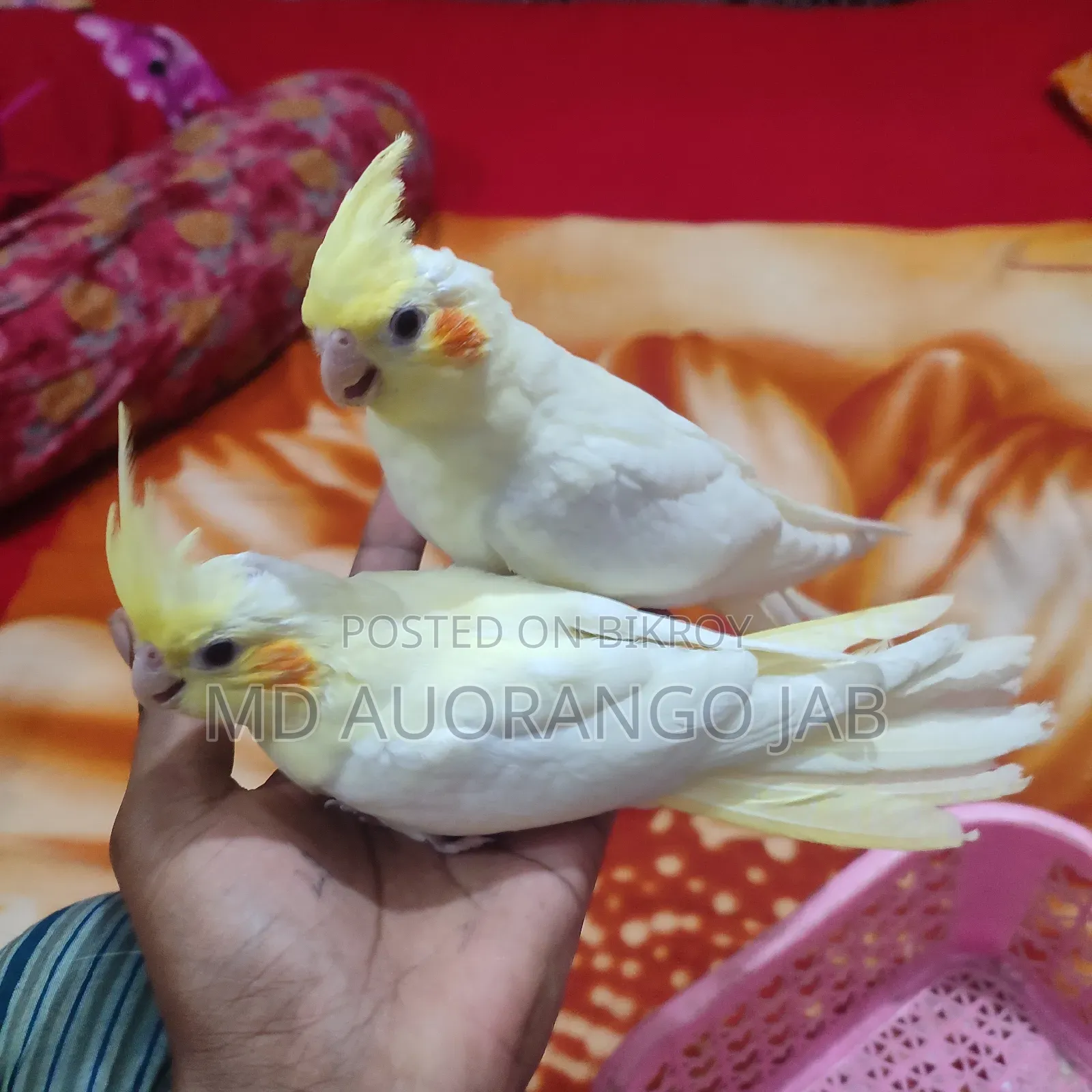 কোকাটে বাচ্চা ৪৫/৫০ দিন বয়স
