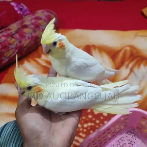 কোকাটে বাচ্চা ৪৫/৫০ দিন বয়স
