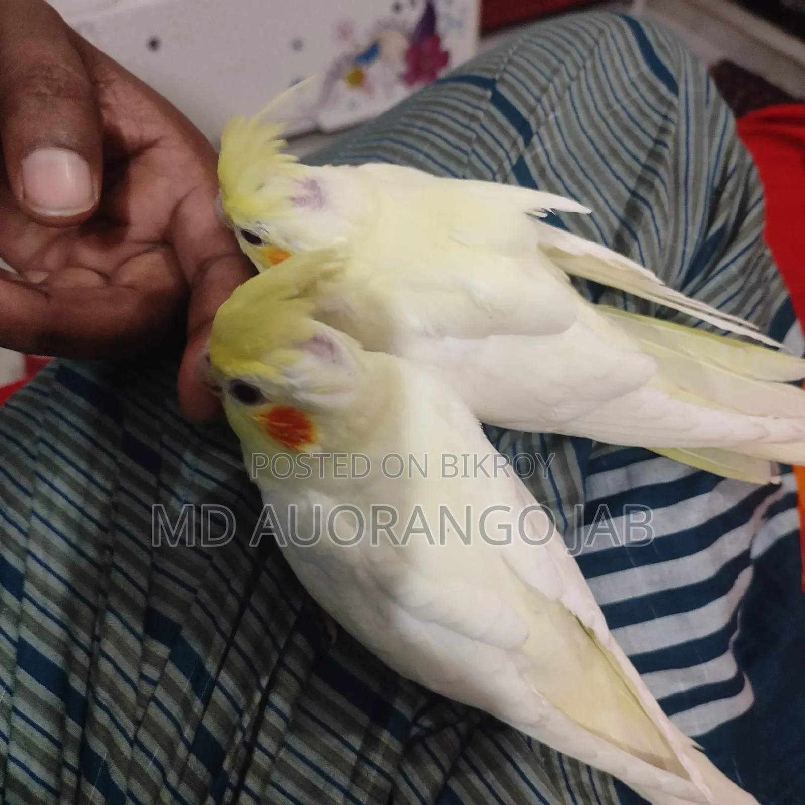 কোকাটে বাচ্চা ৪৫/৫০ দিন বয়স