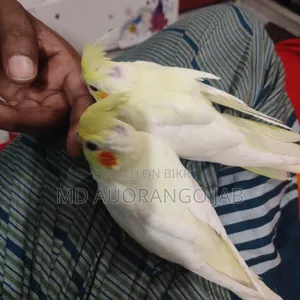 কোকাটে বাচ্চা ৪৫/৫০ দিন বয়স