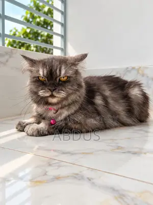 ১+ বছরের খাঁটি পার্সিয়ান মাদি বিড়াল