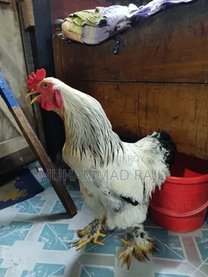 আলোচনা সাপেক্ষে