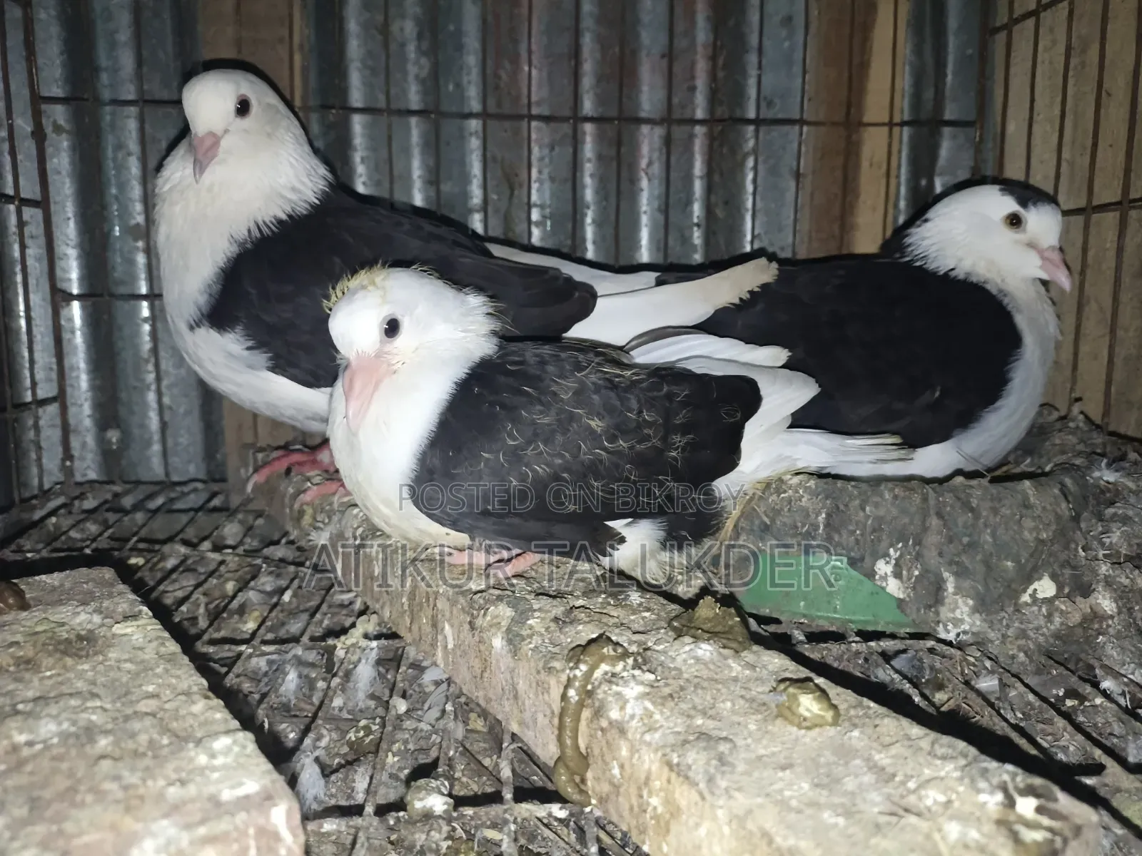 Price of 6 Pairs of Pigeons is 5500