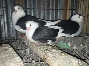 Price of 6 Pairs of Pigeons is 5500