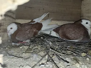 Price of 6 Pairs of Pigeons is 5500