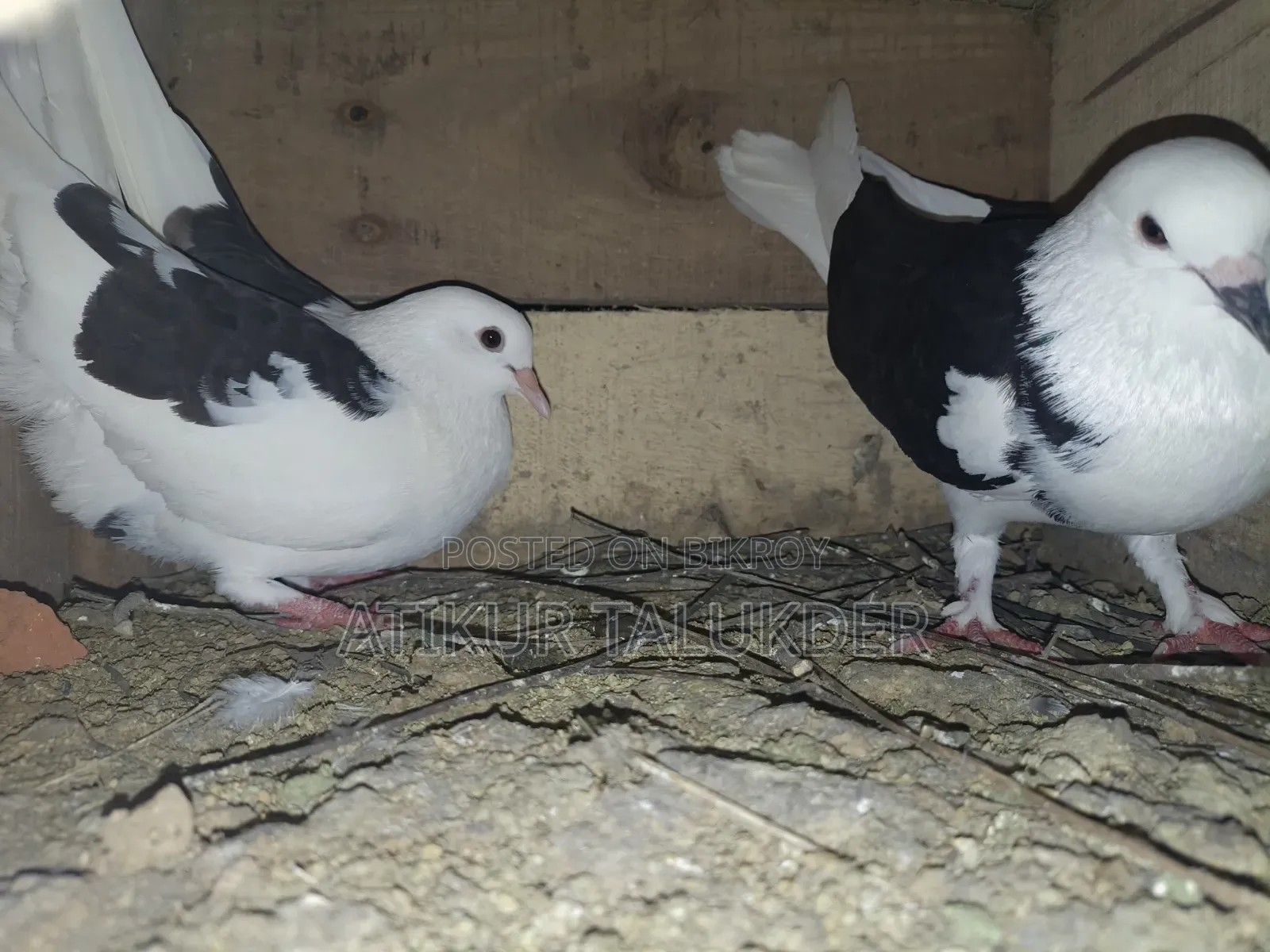 Price of 6 Pairs of Pigeons is 5500