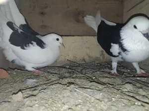 Price of 6 Pairs of Pigeons is 5500