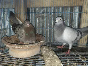 Price of 6 Pairs of Pigeons is 5500