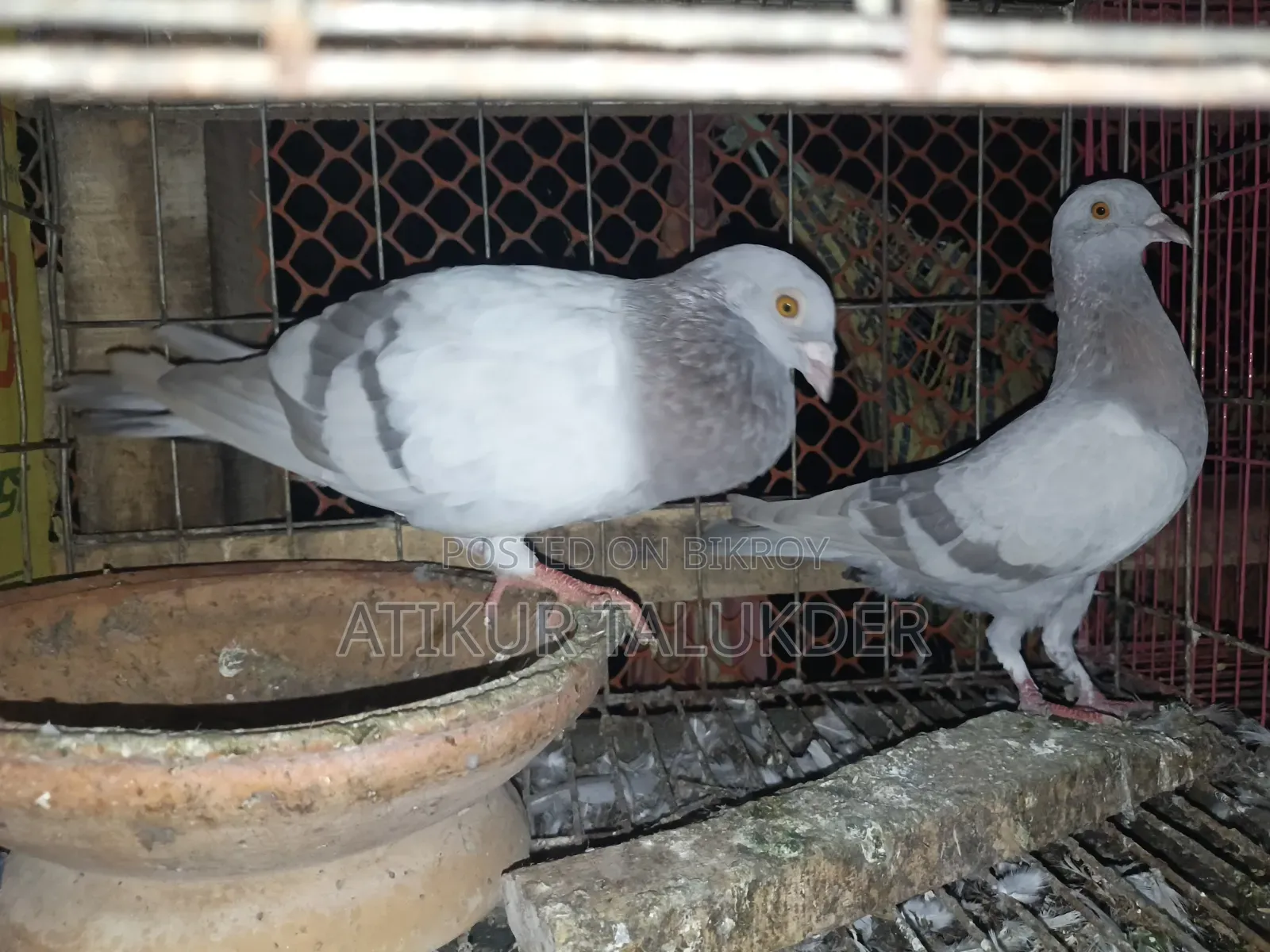 Price of 6 Pairs of Pigeons is 5500