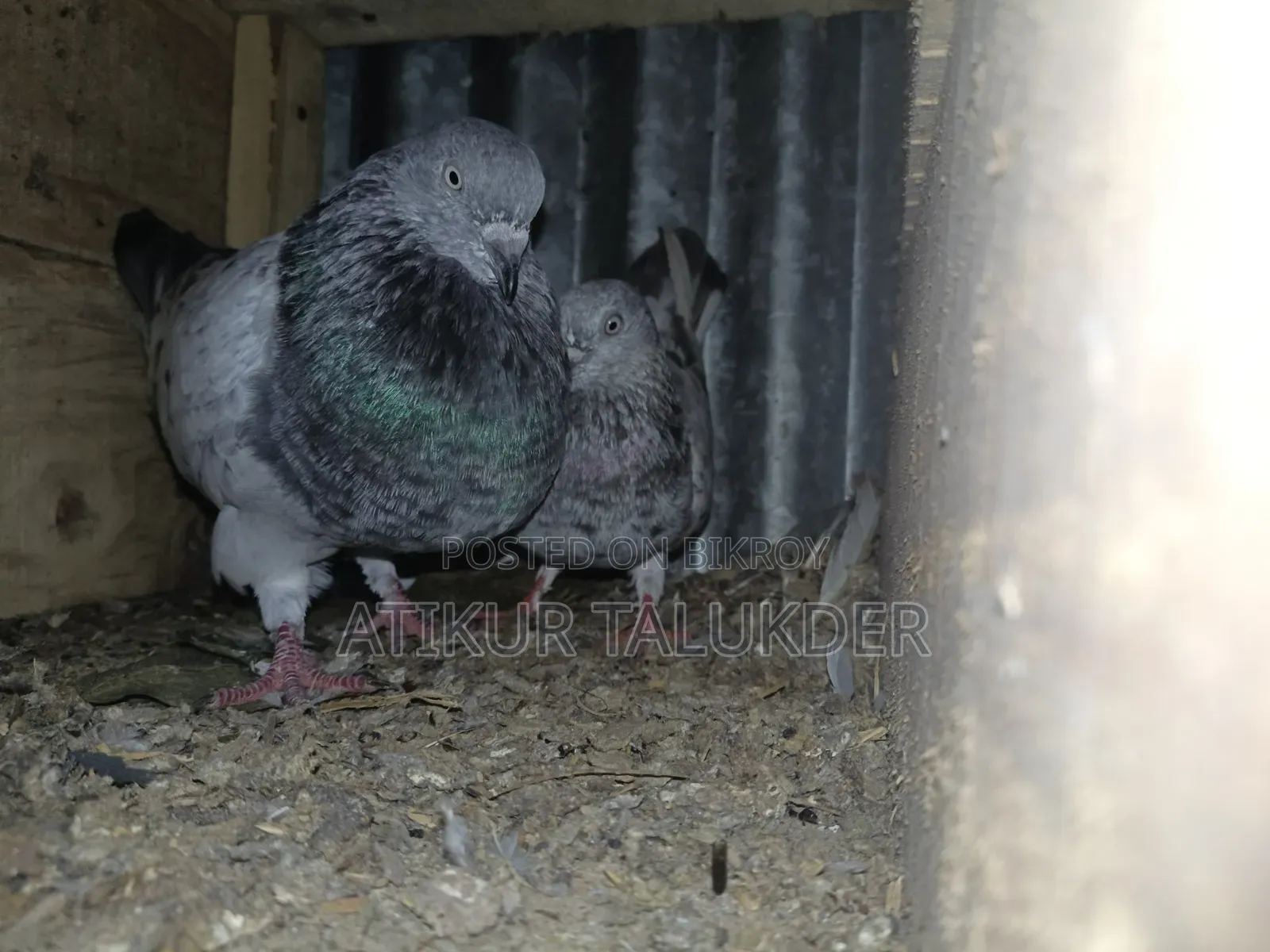 Price of 6 Pairs of Pigeons is 5500