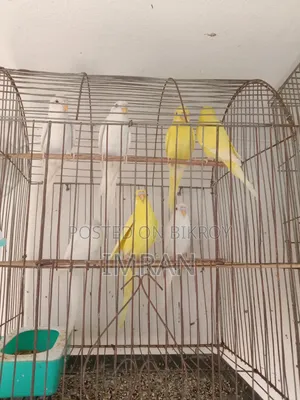 এল‌বি‌নো ও লু‌টি‌নো বাজ‌রিগার
