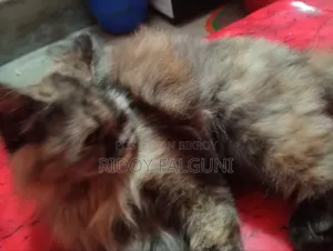 3-6 months Female Purebred Persian