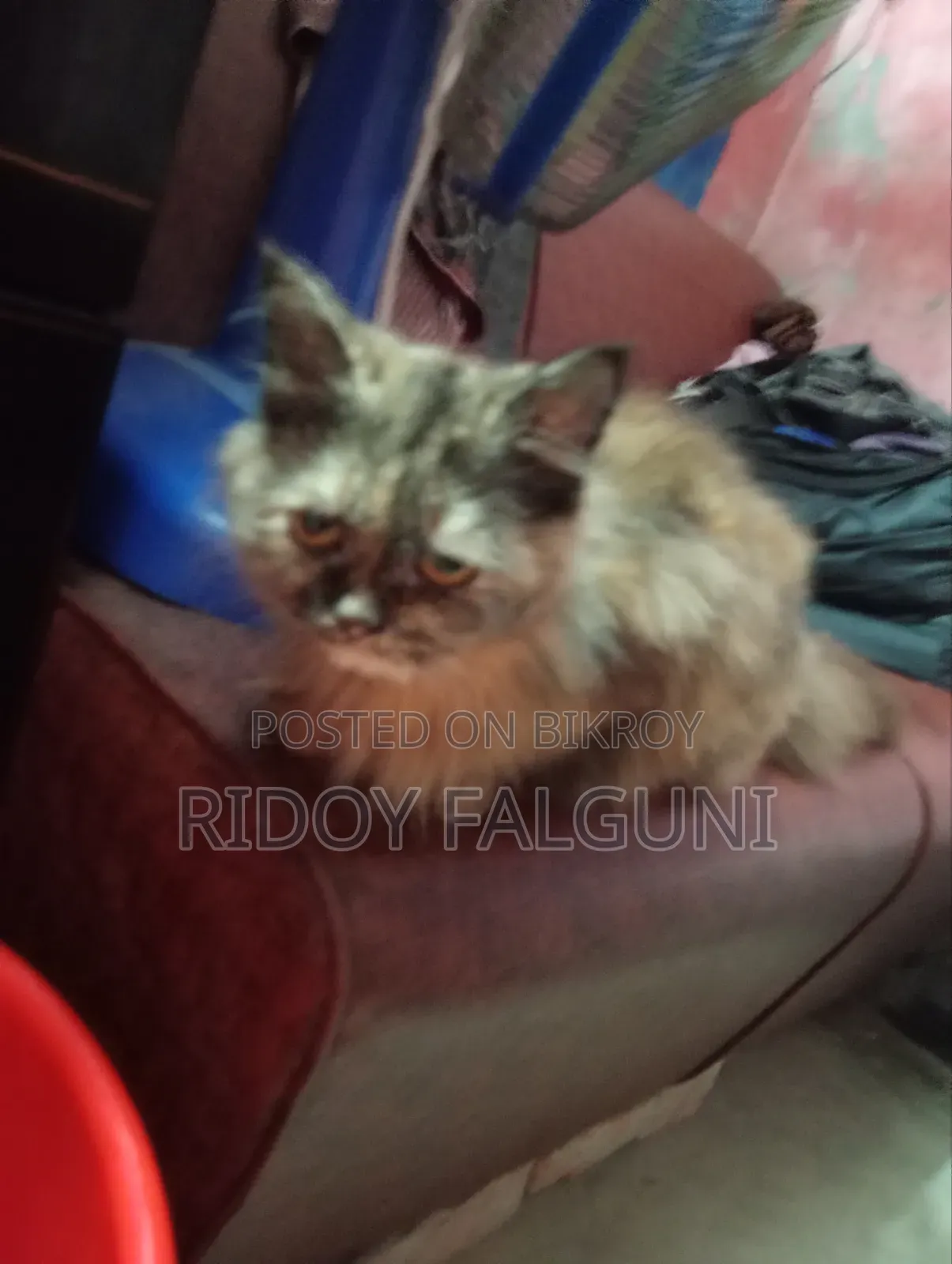 3-6 months Female Purebred Persian