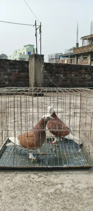 Pair of Pigeons with Cage for Sale