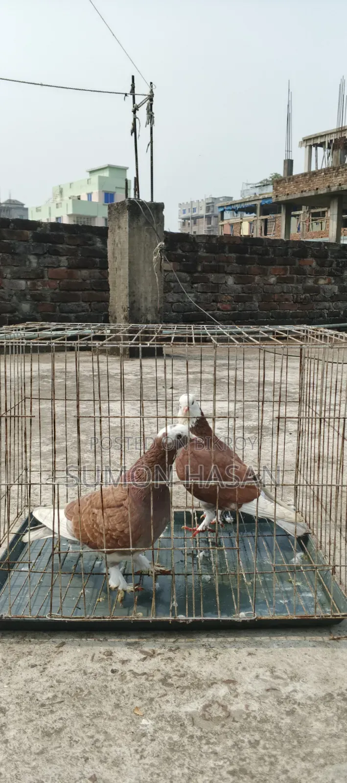 Pair of Pigeons with Cage for Sale