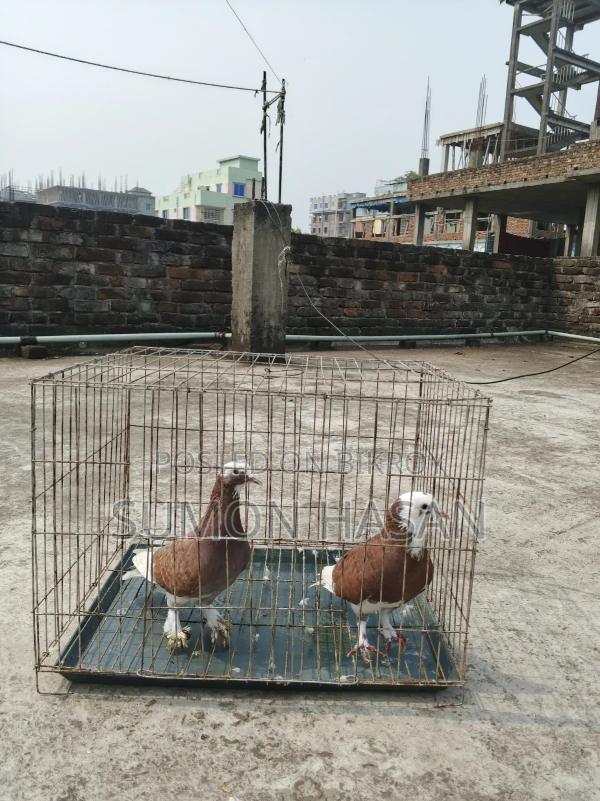Pair of Pigeons with Cage for Sale