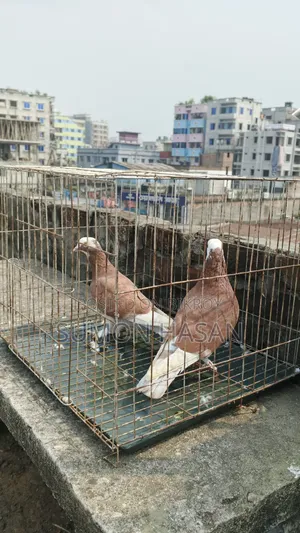 Pair of Pigeons with Cage for Sale