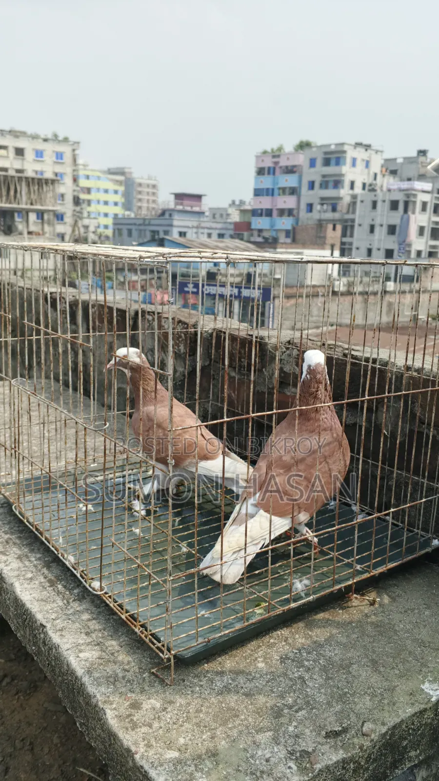 Pair of Pigeons with Cage for Sale